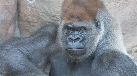 gorilla st louis zoo|Little Joe at St. Louis Zoo has died .